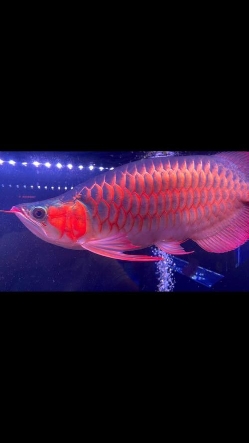 紅龍魚圖片壁紙大全可愛