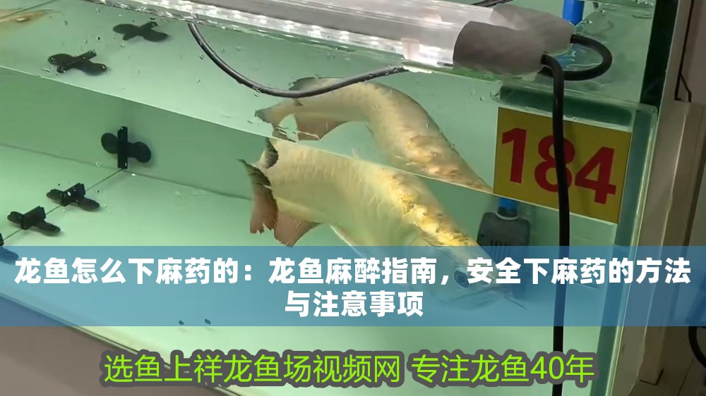 龍魚怎么下麻藥的：龍魚麻醉指南，安全下麻藥的方法與注意事項