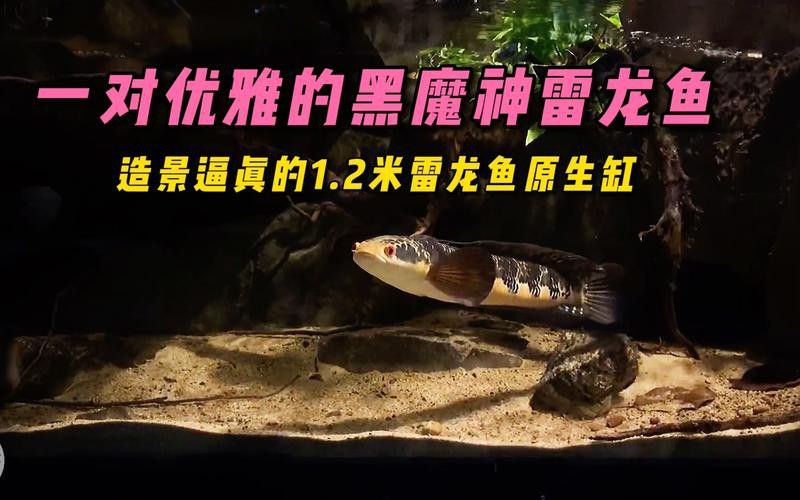 養雷龍魚用什么沙