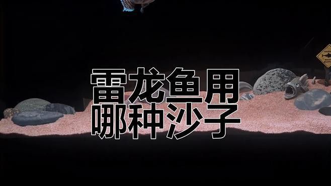 養雷龍魚用什么沙