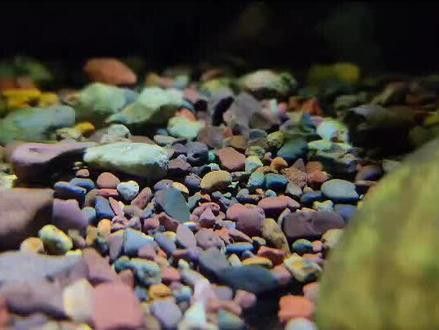 養雷龍魚用什么沙