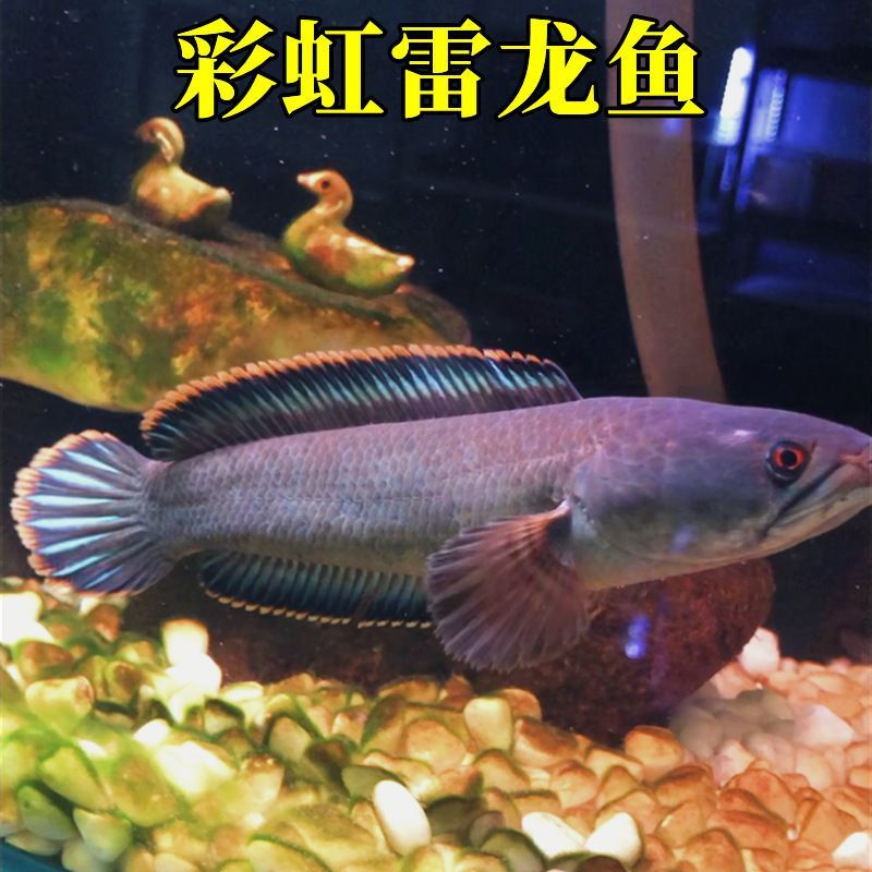 紅尾珍珠龍魚能長多大（紅尾珍珠龍能長多大）