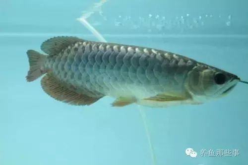龍魚腸炎的治療方法有哪些：如何治療龍魚腸炎