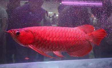 紅龍魚顏色變化圖（紅龍魚的形態特征和發色要點） 紅龍魚顏色變化圖（紅龍魚的形態特征和發色要點） 龍魚百科 第4張