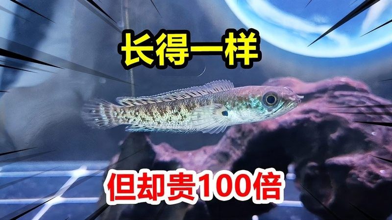 雷龍魚和黑魚的價格差異大嗎？