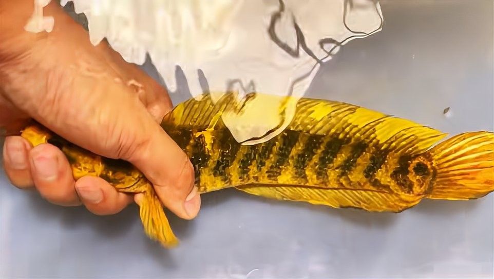 雷龍魚和黑魚的價格差異大嗎？