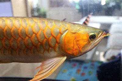 黃顏色的銀龍魚叫什么【銀龍魚的飼養與特點】