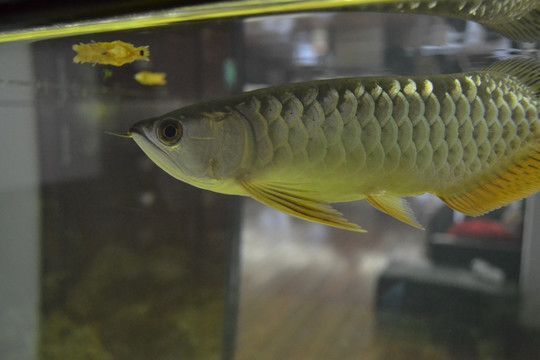 黃顏色的銀龍魚叫什么【銀龍魚的飼養與特點】