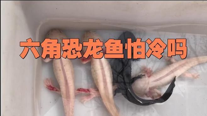 六角龍魚如何過冬