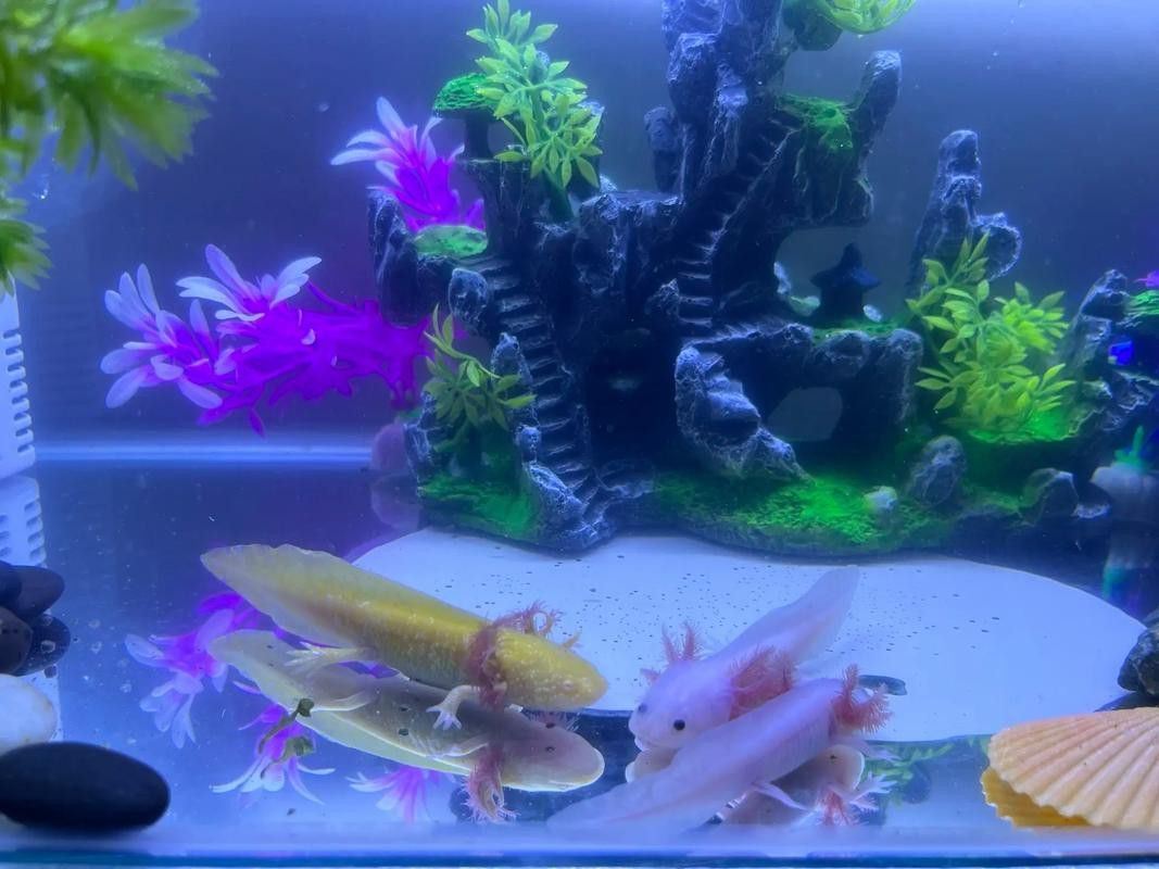 六角龍魚如何過冬