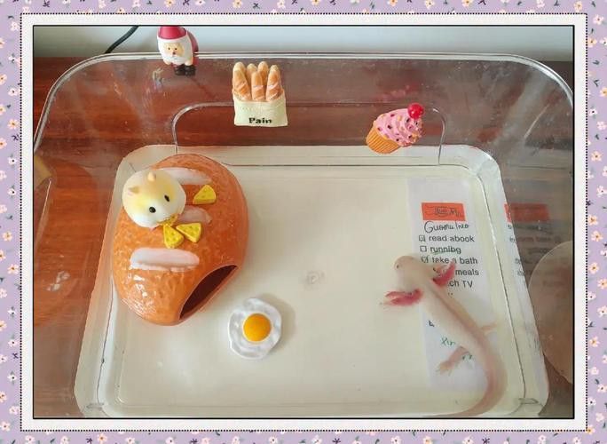 六角龍魚如何過冬