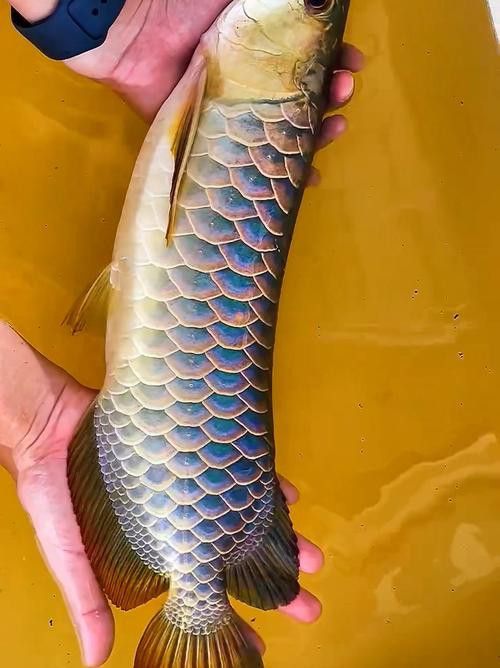 給我一些純種古典金龍魚的照片