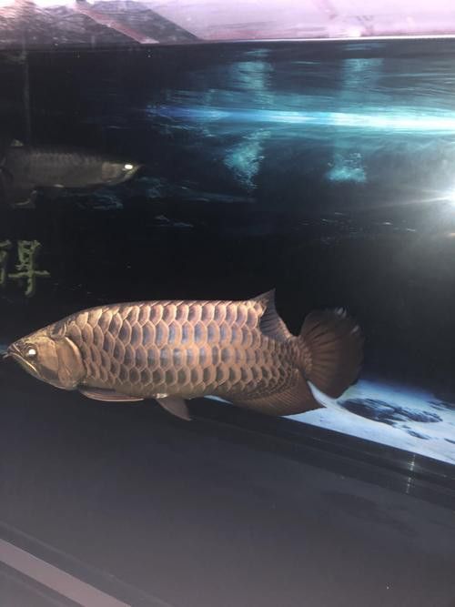 給我一些純種古典金龍魚的照片