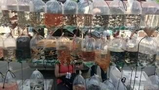 養金龍魚需要什么燈多少錢：養金龍魚需要的燈的價格取決于多個因素 養金龍魚需要什么燈多少錢：養金龍魚需要的燈的價格取決于多個因素 龍魚百科 第2張
