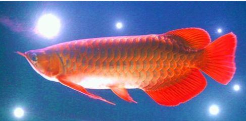 養金龍魚需要什么燈多少錢：養金龍魚需要的燈的價格取決于多個因素 養金龍魚需要什么燈多少錢：養金龍魚需要的燈的價格取決于多個因素 龍魚百科 第3張