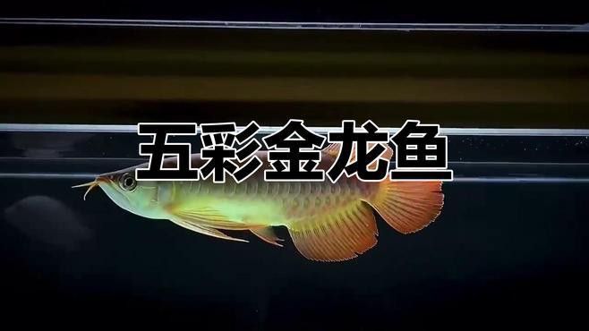 有沒有適合電腦桌面的紅金龍魚壁紙？