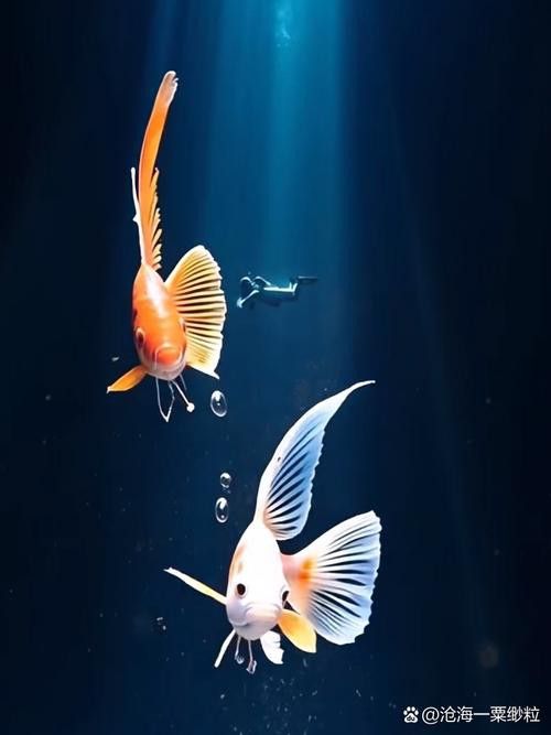 有沒有適合電腦桌面的紅金龍魚壁紙？