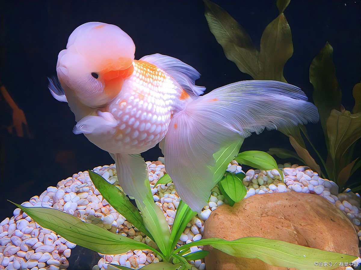 停食期間需要多久換一次水？