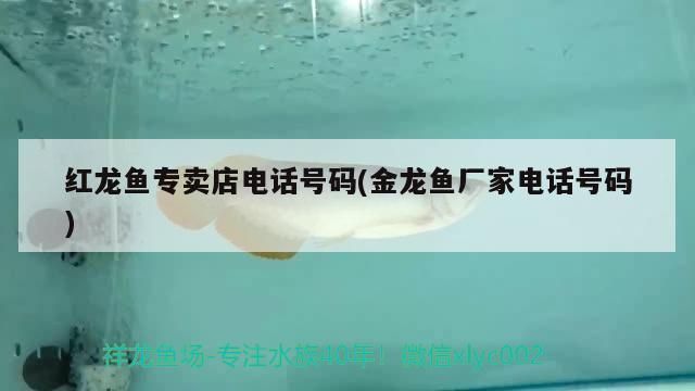 紅龍魚專賣店電話號碼多少（北京紅龍魚專賣店）