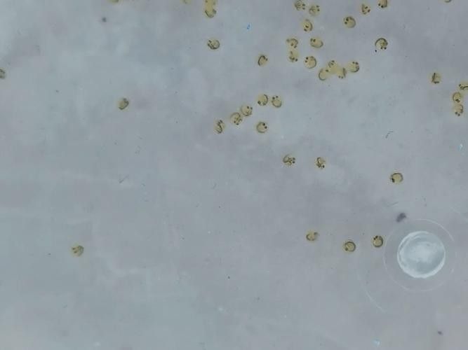 金龍魚的卵是什么樣子的 金龍魚的卵是什么樣子的 龍魚百科 第1張