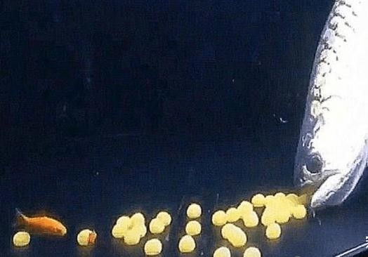 金龍魚的卵是什么樣子的 金龍魚的卵是什么樣子的 龍魚百科 第13張