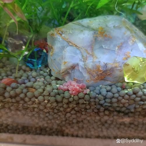金龍魚的卵是什么樣子的 金龍魚的卵是什么樣子的 龍魚百科 第14張