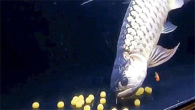 金龍魚的卵是什么樣子的 金龍魚的卵是什么樣子的 龍魚百科 第11張