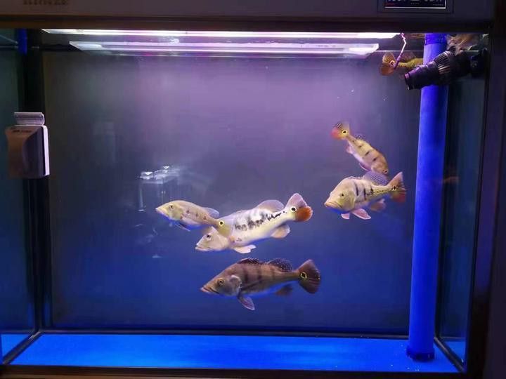 帝王三間魚和龍魚能混養嗎？