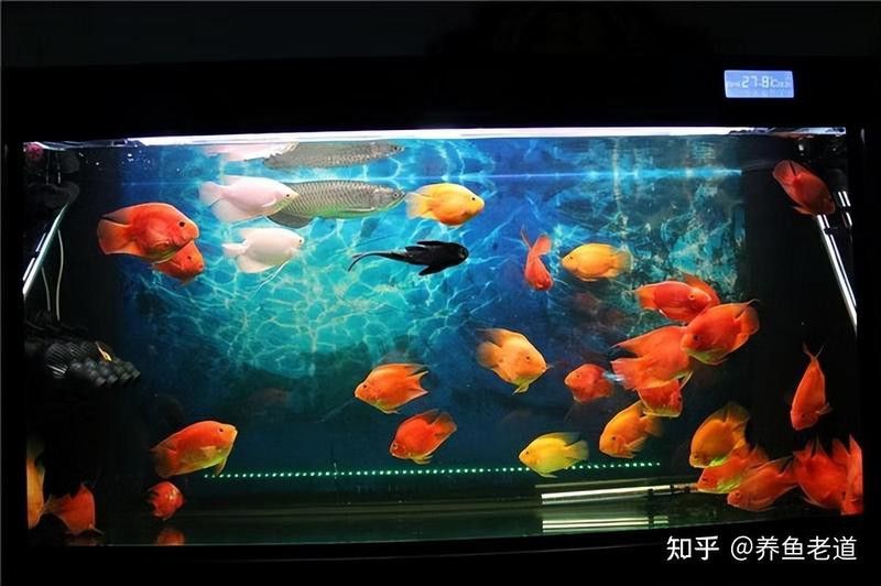 帝王三間魚和龍魚能混養嗎？