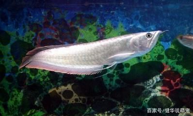 養(yǎng)一條銀龍魚的寓意：銀龍魚在風(fēng)水學(xué)中的幾種寓意