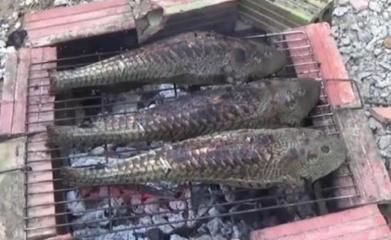 豹紋夫魚苗生長環境優化，優化豹紋夫魚苗生長環境優化的方法,豹紋夫魚苗混養注意事項