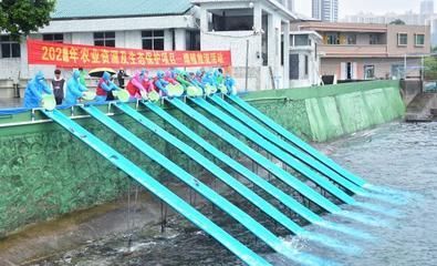 豹紋夫魚苗生長環境優化，優化豹紋夫魚苗生長環境優化的方法,豹紋夫魚苗混養注意事項