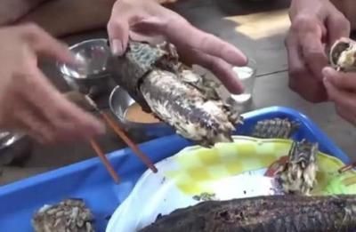 豹紋夫魚苗生長環境優化，優化豹紋夫魚苗生長環境優化的方法,豹紋夫魚苗混養注意事項
