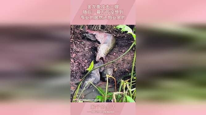 金龍魚打架視頻