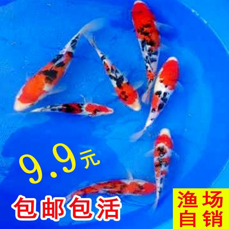 白寫錦鯉品質分級標準：農業農村部頒布《錦鯉分級白底三色類》行業標準 白寫錦鯉品質分級標準：農業農村部頒布《錦鯉分級白底三色類》行業標準 龍魚百科 第5張