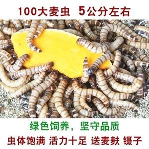 龍魚長期喂大麥蟲會死嗎：龍魚長期喂大麥蟲會死嗎， 龍魚長期喂大麥蟲會死嗎：龍魚長期喂大麥蟲會死嗎， 龍魚百科 第2張