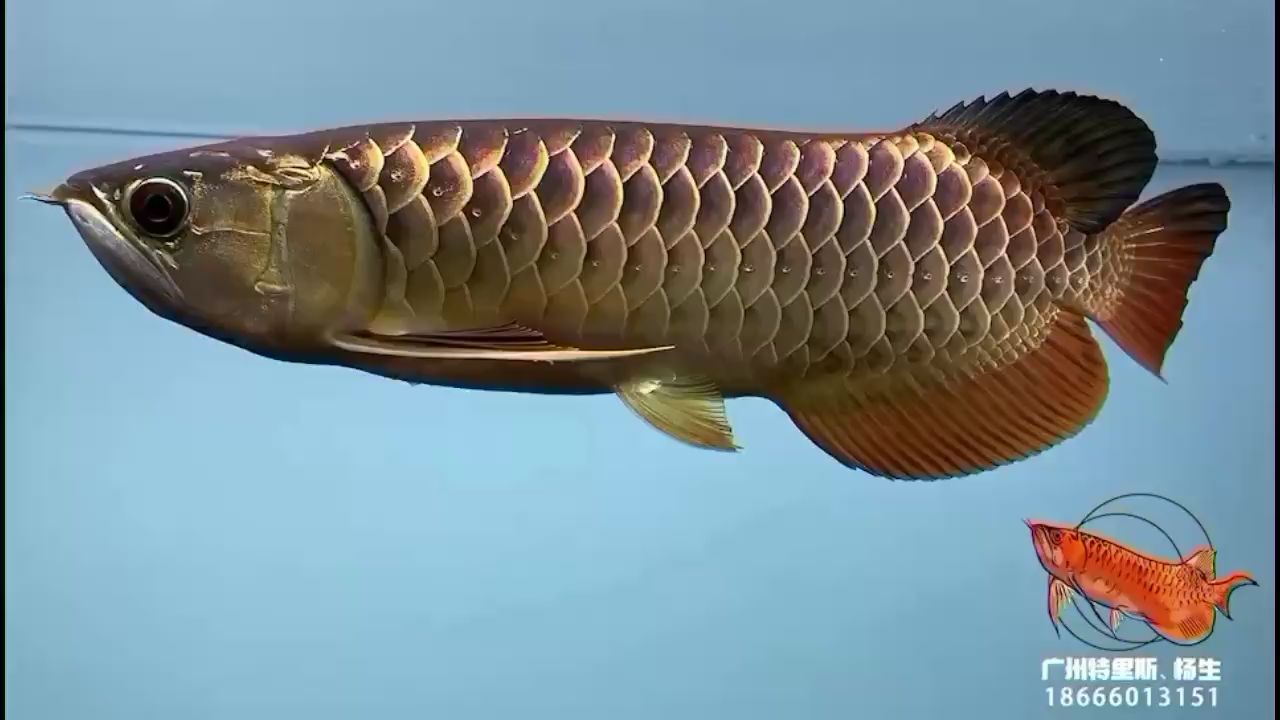 <strong><mark>南充</mark></strong>水族館:子彈頭古典過(guò)背金龍