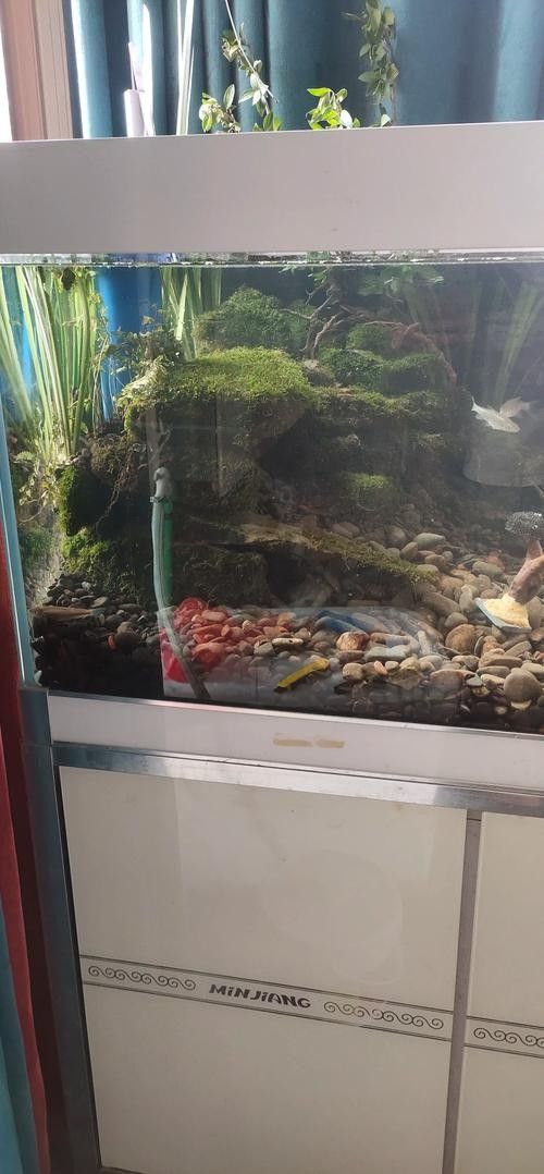 龍魚蝴蝶鯉混養方法圖解