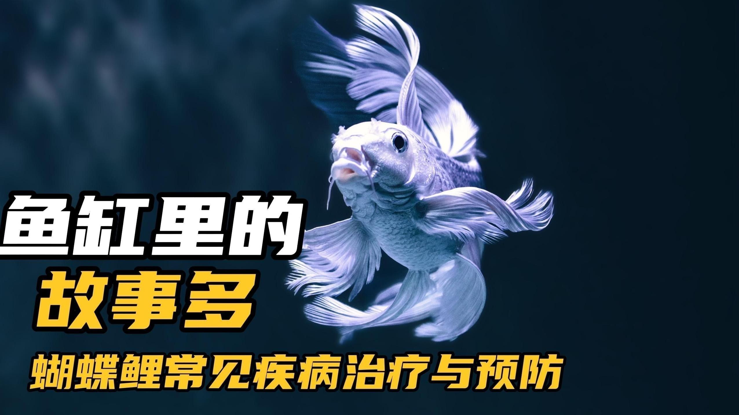 龍魚蝴蝶鯉混養方法圖解