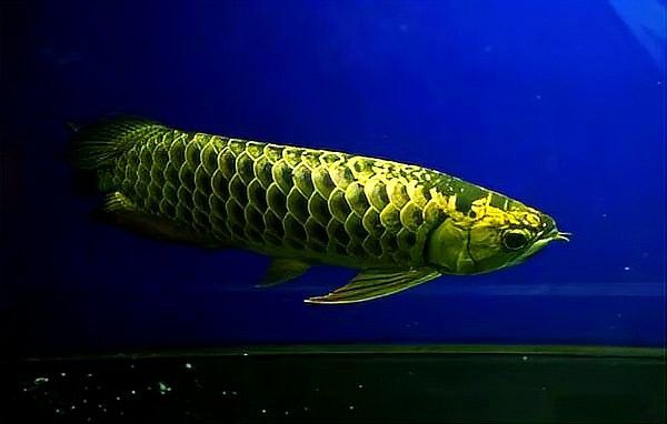 金龍魚一年可以長多大 金龍魚一年可以長多大 龍魚百科 第8張