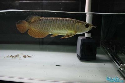 龍魚箭蟲（龍魚箭蟲怎么治療）