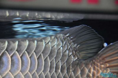 龍魚箭蟲（龍魚箭蟲怎么治療）