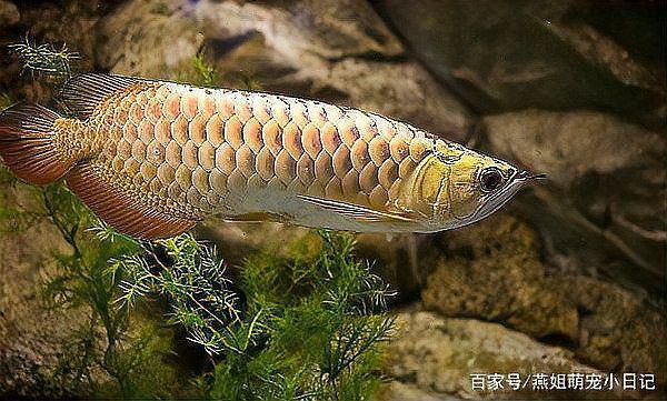 金龍魚的日常護理