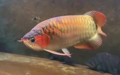 金龍魚苗多久養成大魚【金龍魚的壽命是多久？】 金龍魚苗多久養成大魚【金龍魚的壽命是多久？】 龍魚百科 第4張