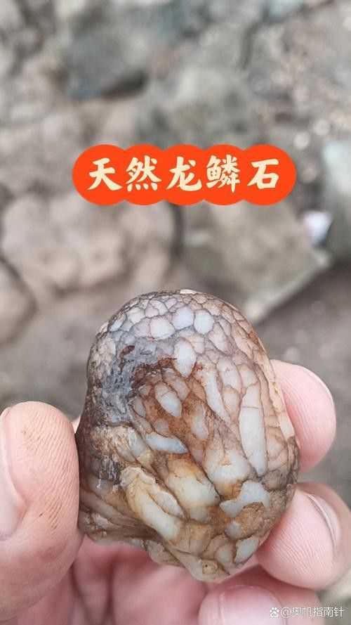 寶石龍魚金質 龍魚百科 第9張 寶石龍魚金質 寶石龍魚金質 龍魚百科 第9張