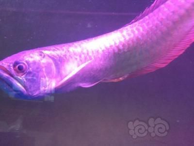 龍魚搶不過其他的魚怎么辦：龍魚在混養環境中遇到吃食競爭不過其他魚類的沖突