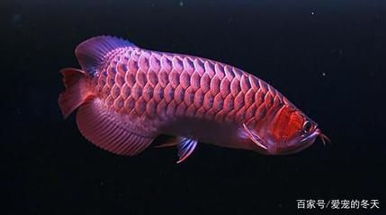 熱帶魚龍魚價格多少：熱帶魚龍魚價格一般多少 熱帶魚龍魚價格多少：熱帶魚龍魚價格一般多少 龍魚百科 第2張