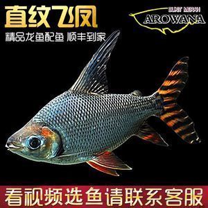 頂級龍魚批發廠家有哪些（上海聚亨觀賞魚有限公司龍魚批發廠家和供應商和供應商）