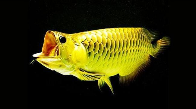 龍魚最大能長多大長什么樣子：世界上最大的銀龍魚體型可以達到2米多而且外觀特征因品種而異
