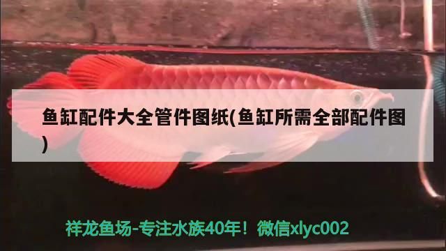 紅龍魚和金龍魚混養視頻教程下載：金龍魚和紅龍魚養在一起會打架嗎?